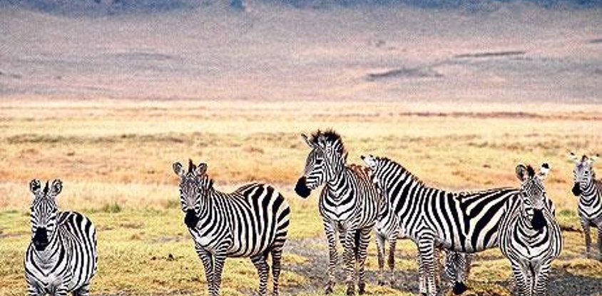 3 days tanzania safari to oldoinyo lengai / lake natron