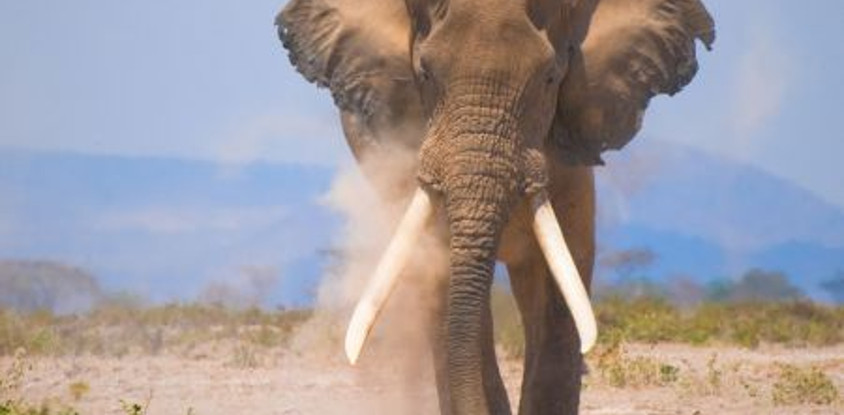 7 days masai mara / nakuru / amboseli / tsavo west - mombasa