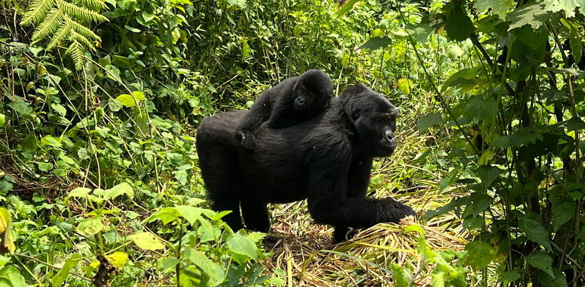 3 days gorilla trekking tour in rwanda