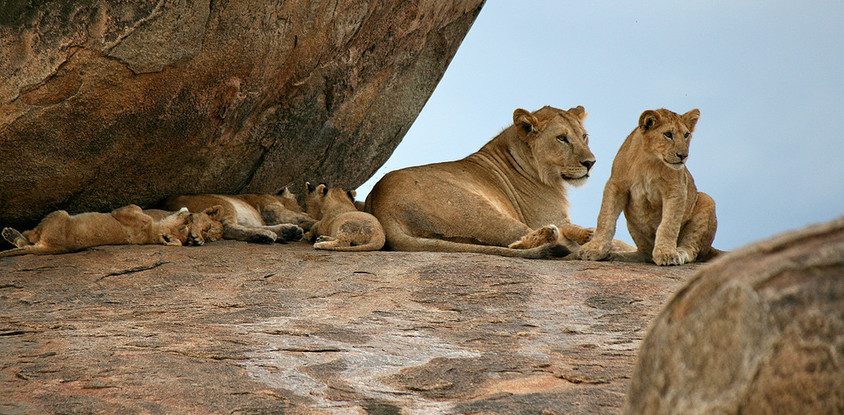 5 day tanzania tented camps safari
