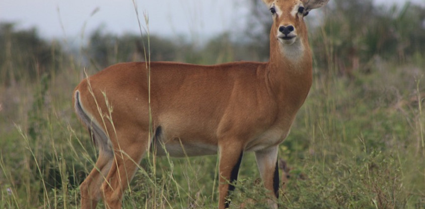 6 days thrilling safari in kenya