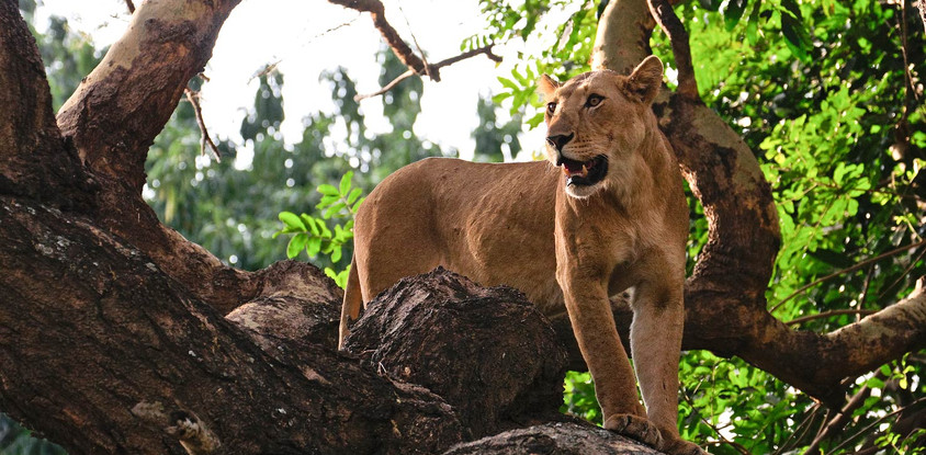 14 days best of uganda safari