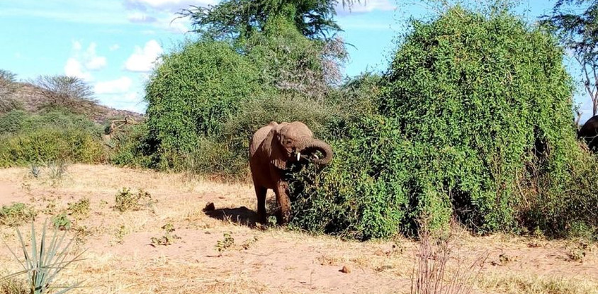 3 DAYS TSAVO WEST AND EAST NATIONAL PARK