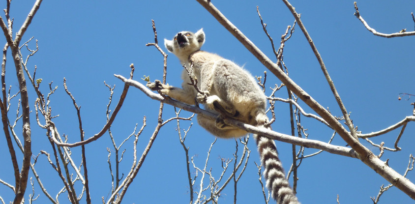 Admire lemurs on the rn7