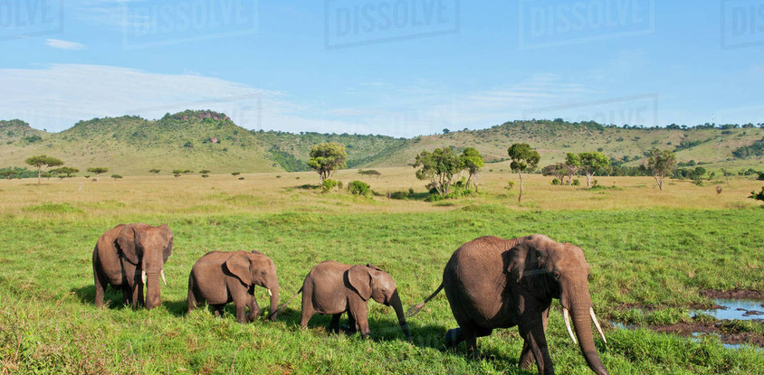 East africa safari bookers