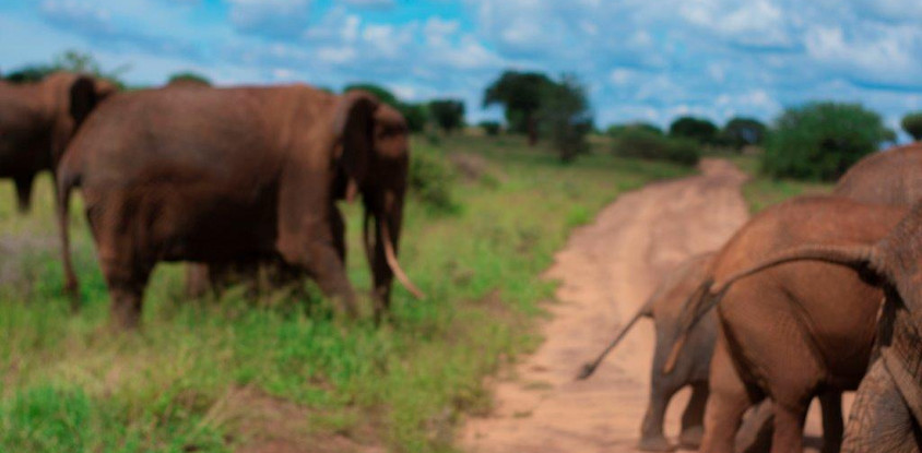 3 days tanzania mid-range safari