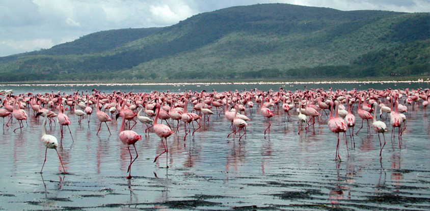 Lake nakuru national park day trip