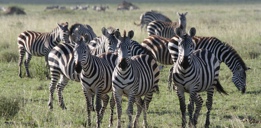 5 days tanzania safari