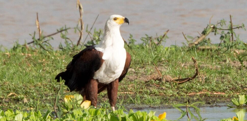 3Days 2Night Mikumi National Park and Udzungwa Mountain