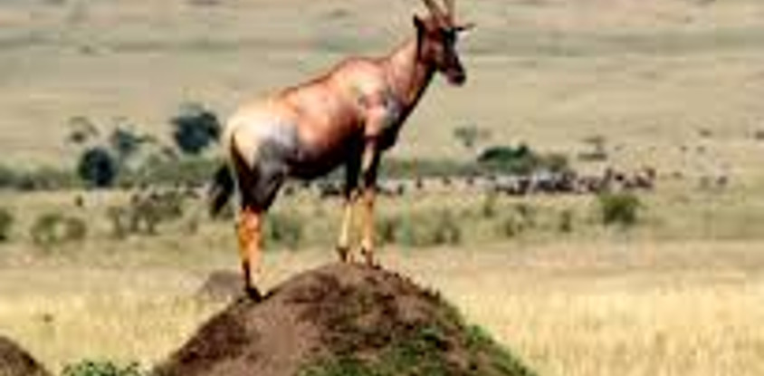 8 days kenya road safari wildlife tours l kenya lodge safaris