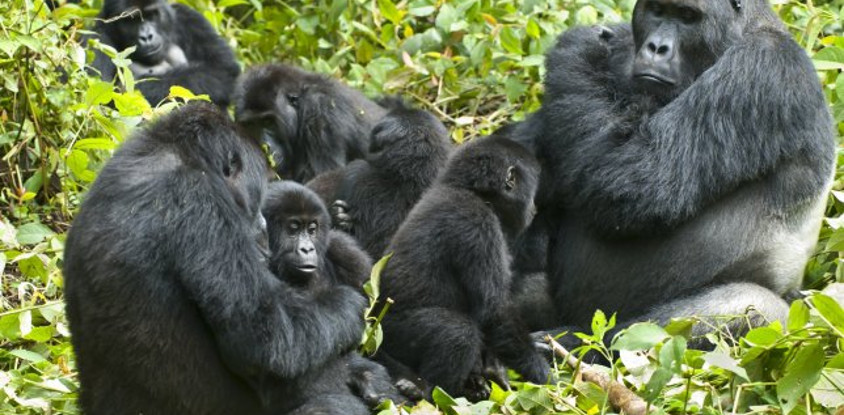 10 day primates and savannah experience. 