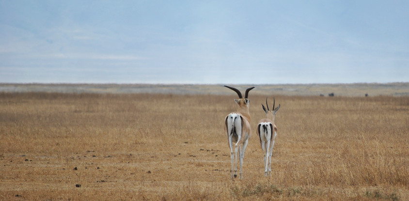 5- days tarangire, serengeti, ngorongoro & lake manyara tanzania safari 