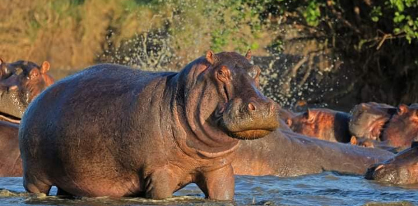 4 days samburu & ol pejeta safari itinerary – a 4x4 adventure