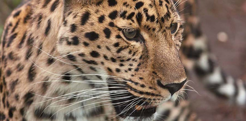 3 days northern tanzania classic safari