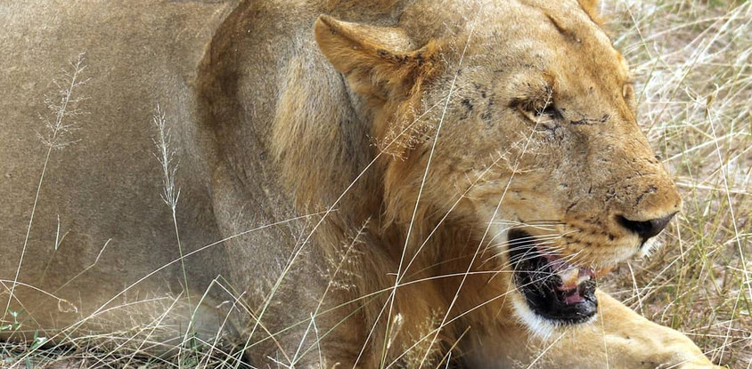 3 days / 2 night selous game reserve