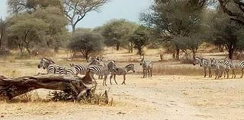 2 days safari ( lake manyara or tarangire& ngorongoro crater