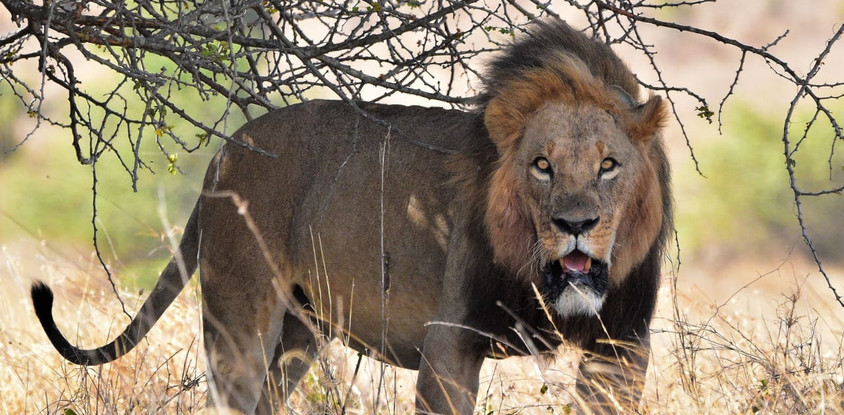3 days 2 nights masai mara joining safari from nairobi