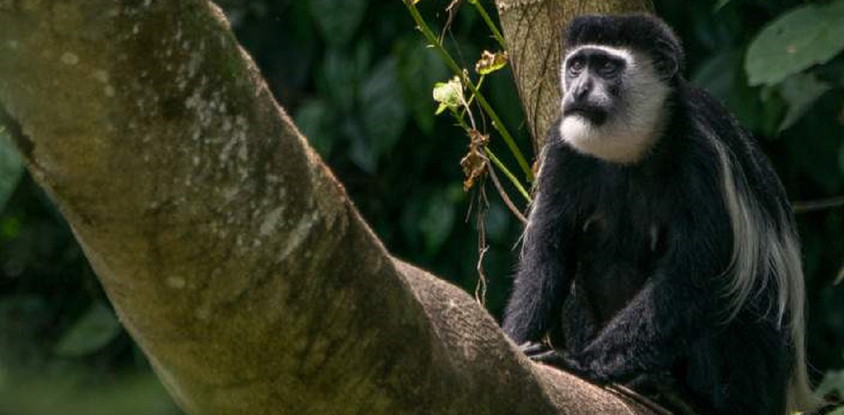 3 day chimpanzee trails & bigodi tales kibale np
