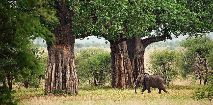 4 days tanzania safari
