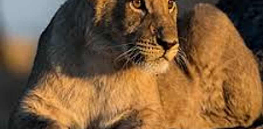 8 days masai mara wildebeest migration safari adventures