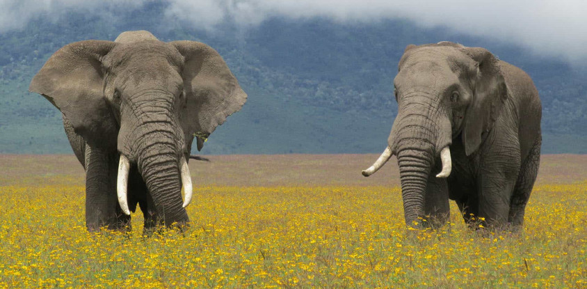 5 days tanzania private game drive safaris