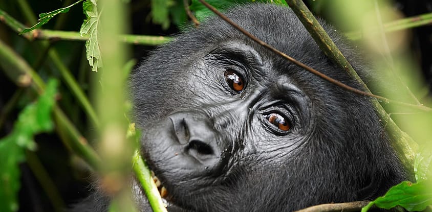 7 days safari to kibale forest np, queen elizabeth np and lake mburo np.