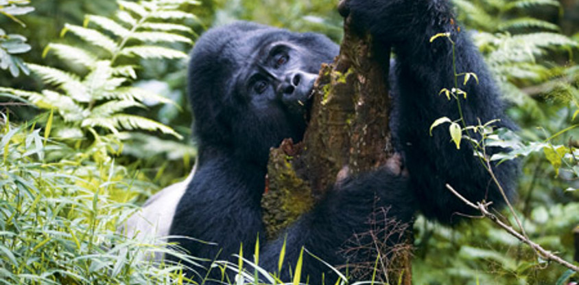 5 days with the gorillas