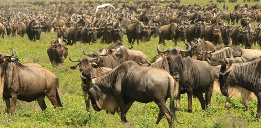6 days tanzania safari tarangire national park, serengeti national park, ngorongoro crater & lake manyara national park