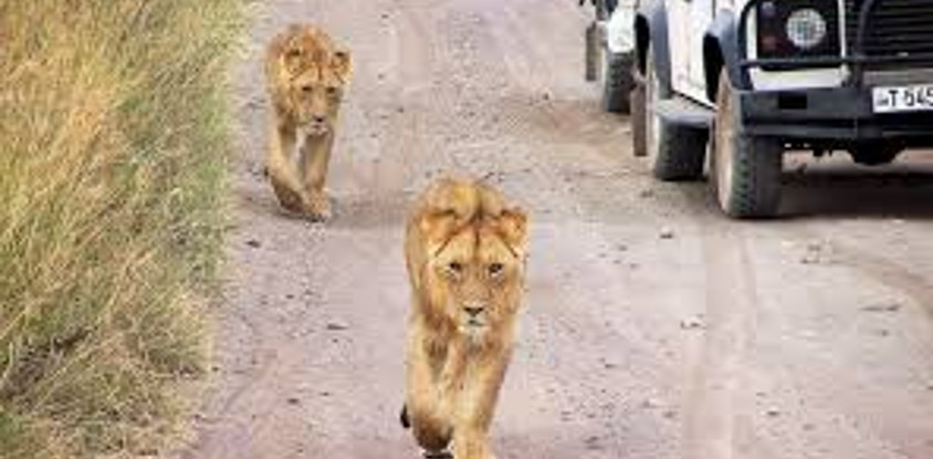 3 days northern tanzania luxury safari