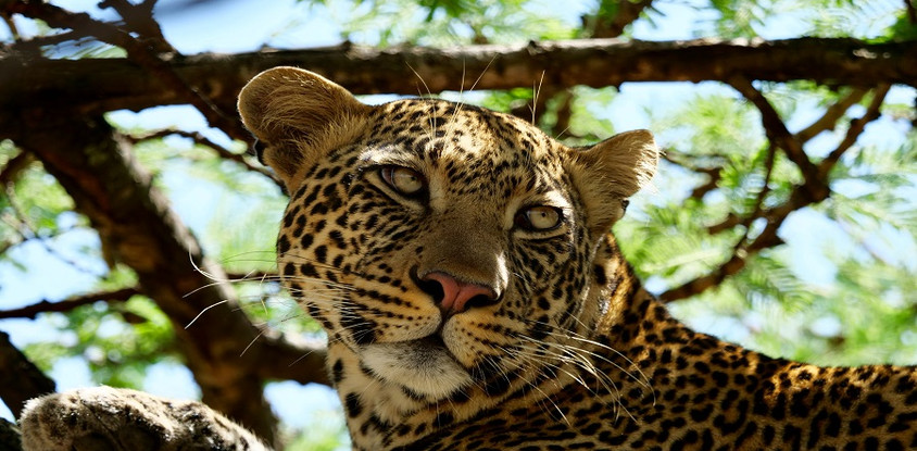 Luxury tanzania safari