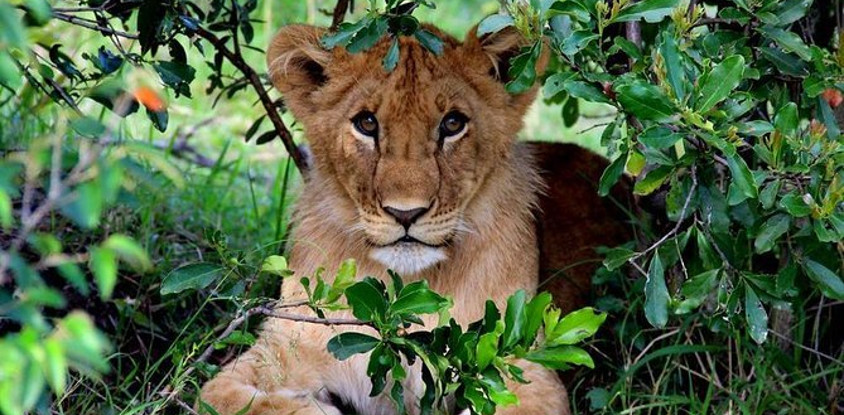 7 days kenya budget camping safari adventure