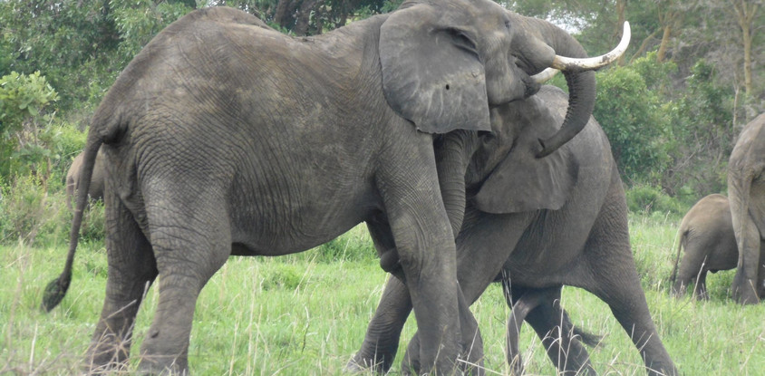 4days /3night selous game reserve 