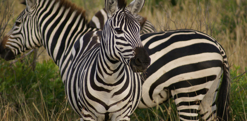 2- days tarangire & ngorongoro tanzania safari