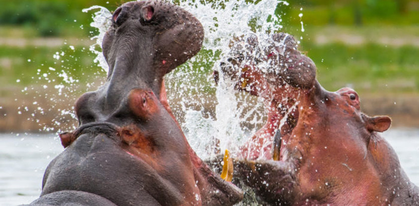 3 day murchison falls and big 5 safari