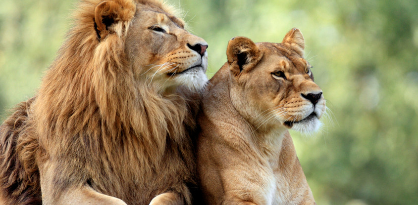 5 days living among the lions of serengeti-by sassabi expeditions