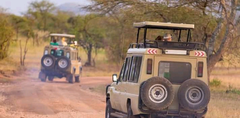 Six days lion and gorilla trekking safari in uganda