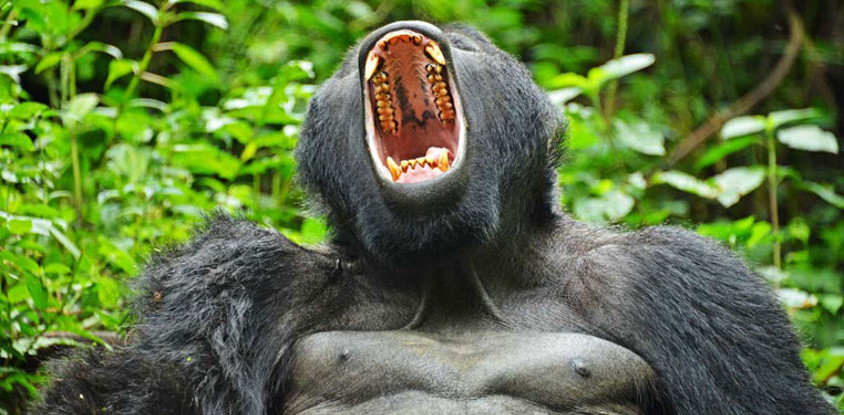 Gorilla trekking safari