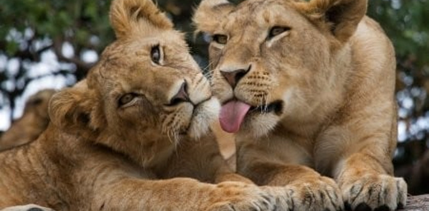2 days tanzania budget group joining/sharing safari burigi chato safaris co ltd