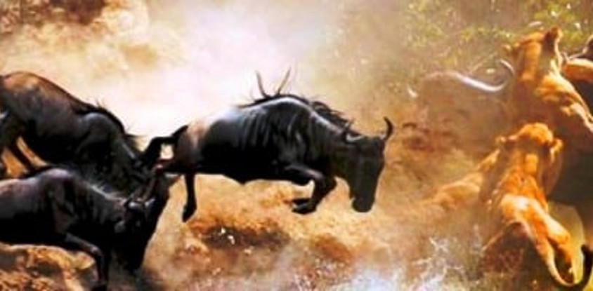 3 days masai mara-wildebeest migration