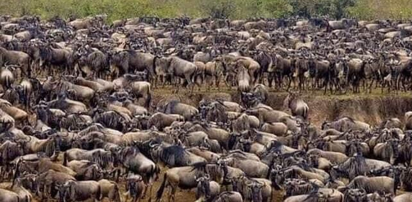 3 days masai mara game viewing