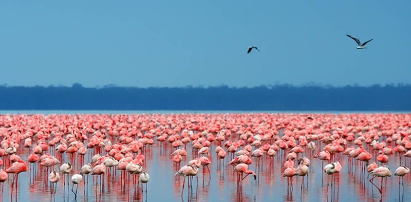 8 days masai mara lake nakuru budget camping safari holiday
