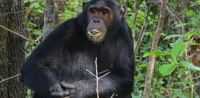 3 days gombe chimpanzee tracking safari 