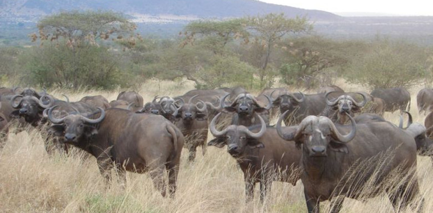 3 days tsavo west tsavo east national park safari holiday
