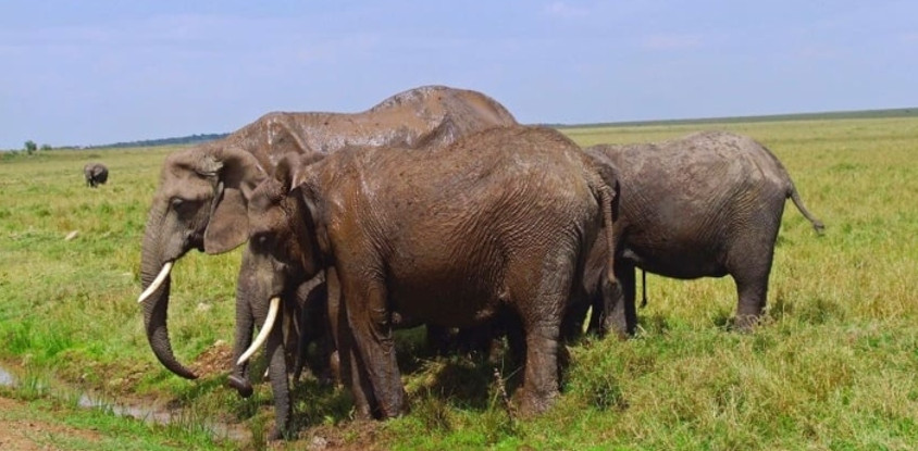 3 days masai mara 