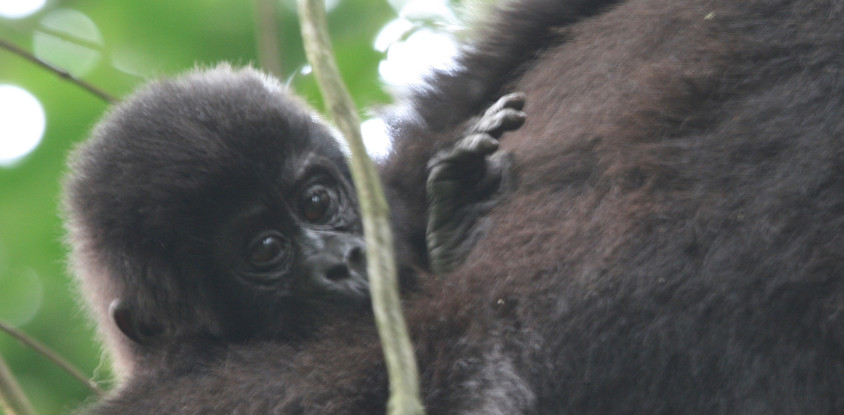 A 15 days wild life and gorilla tracking safari 
