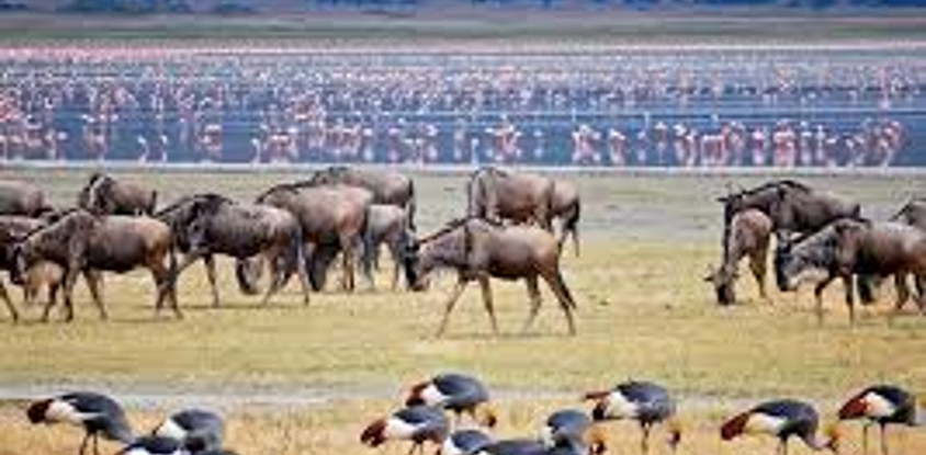 11 days kenya tanzania safari