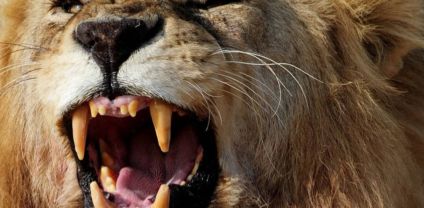 4 day luxury tented camps safari