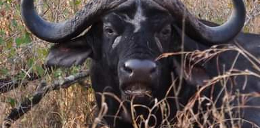 Discover kenya’s wild side: 5-day safari in samburu, nakuru & masai mara