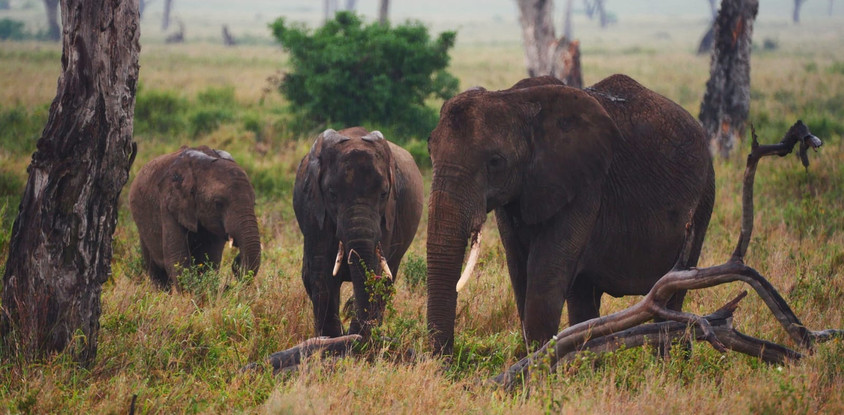 5 days tarangire, serengeti, ngorongoro crater and lake manyara national park