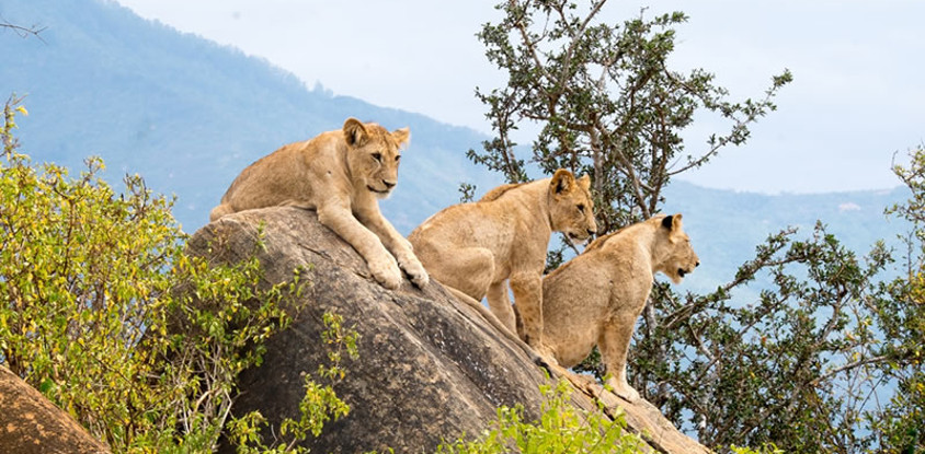 5 days, tsavo east, tsavo west & amboseli safari